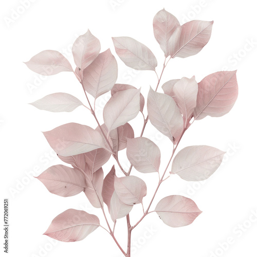Pink leaves on transparent background art inspired by terrestrial plants