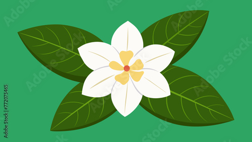 Exquisite Jasmine Flower Vector Art Elevate Your Designs with Stunning Floral Graphics