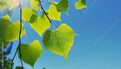 Green foliage of a tree against a blue sky. Beautiful background, place for text