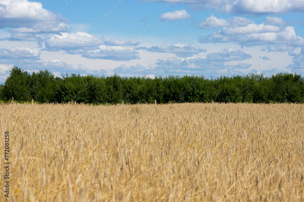 Fototapeta premium Summer Landscape with Wheat Field and Clouds