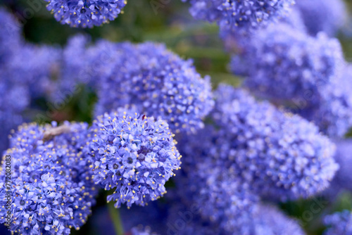 Fototapeta Naklejka Na Ścianę i Meble -  Macro photo of lilac flowers blooming in a garden