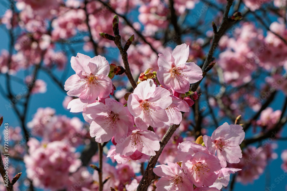 Obraz premium 青空に映える早咲の桜