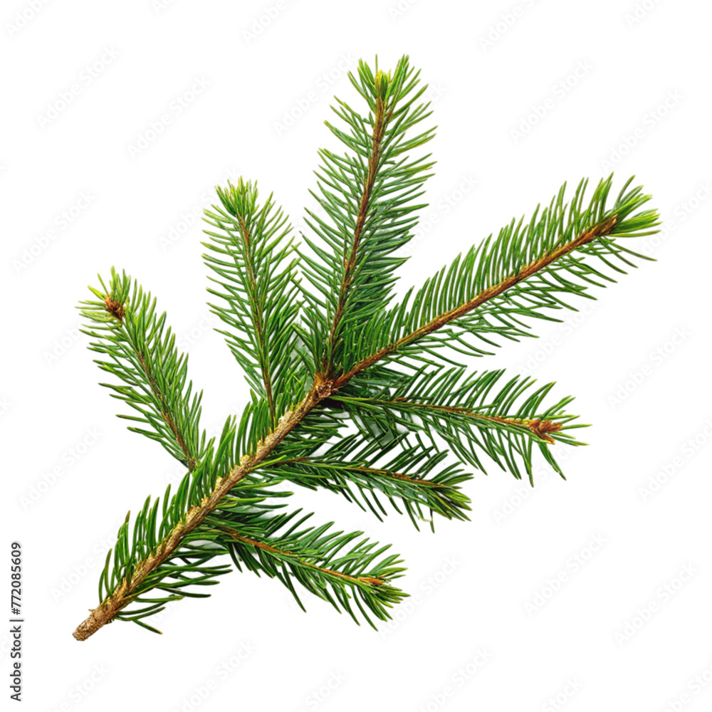 Spruce branch green fir isolated on transparent background.