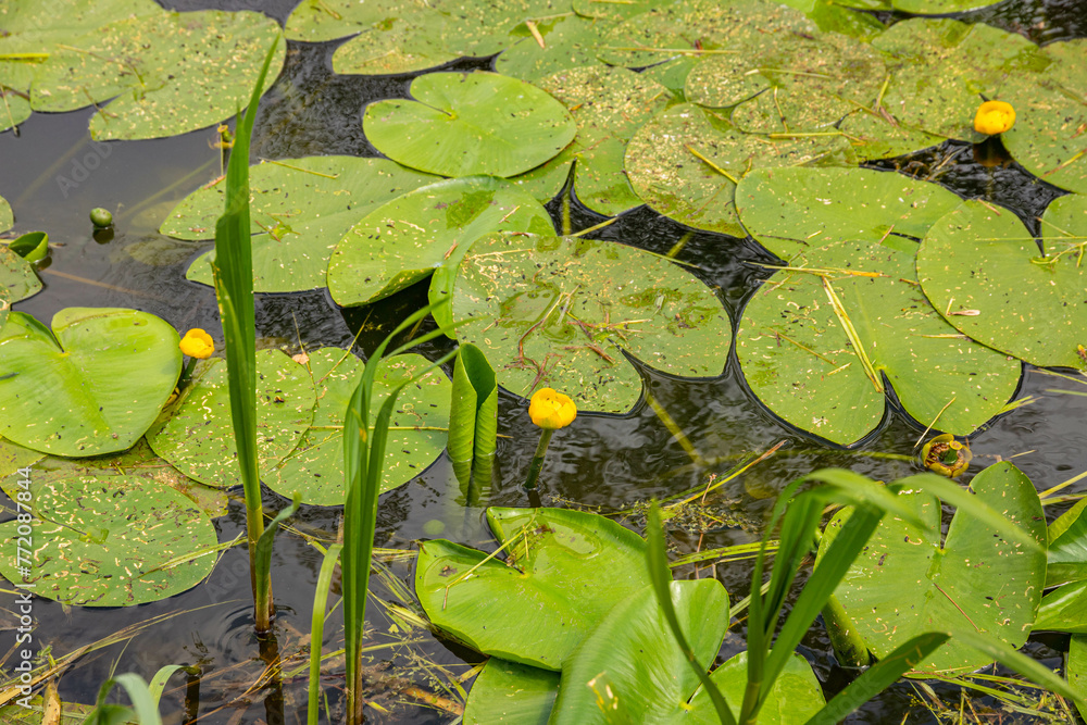 View of water lilies in a pond in a nature park. View from above.