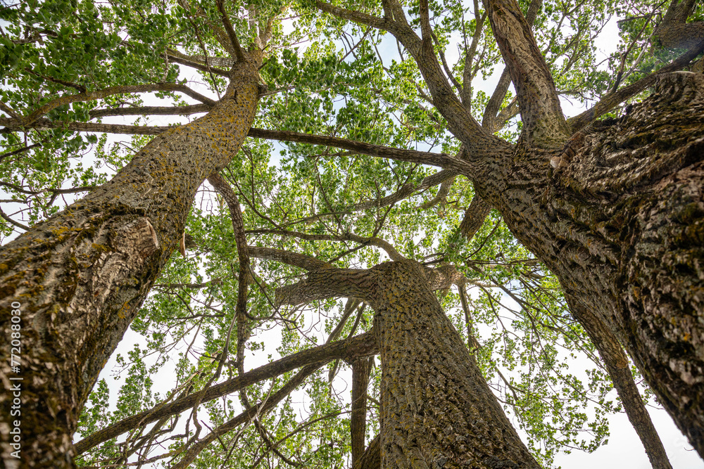 Maple tree in the park. View from the bottom. Maple tree in the park. View from the bottom.