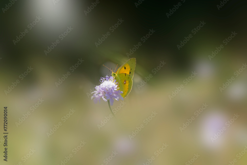 Obraz premium Colias palaeno