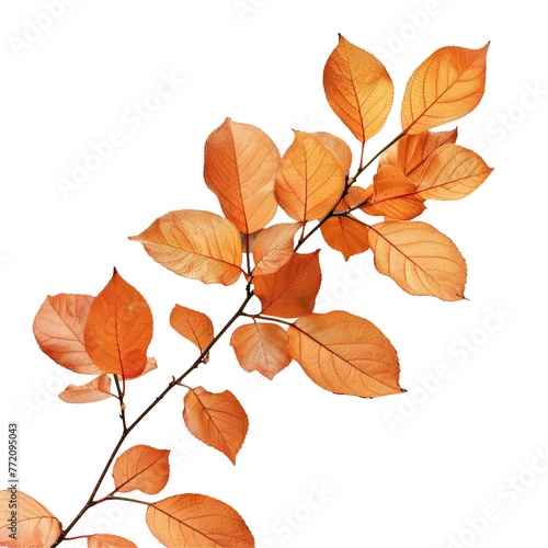A peachcolored leafy branch against a transparent background in still life photography