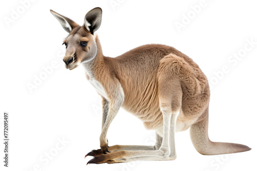 Wild kangaroo isolated on transparent background