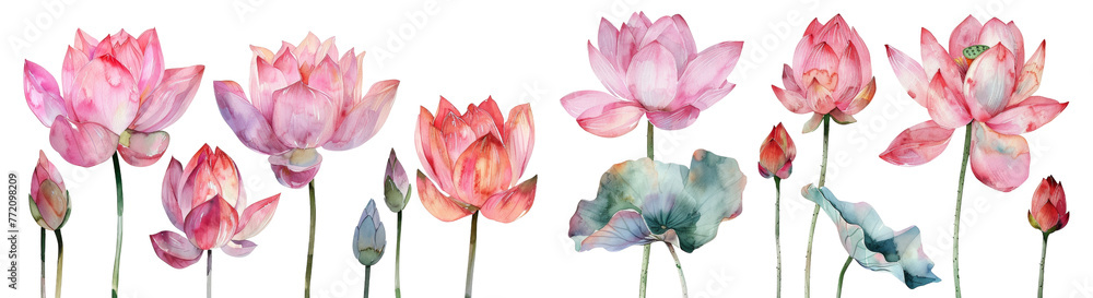 set of floral watercolor Gorgeous botanical Lotus Pink flower, cut out transparent isolated on white background ,PNG file