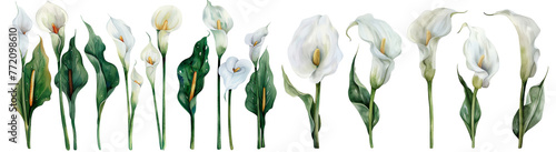 set of floral watercolor Gorgeous botanical Calla Lily White flower , cut out transparent isolated on white background ,PNG file photo