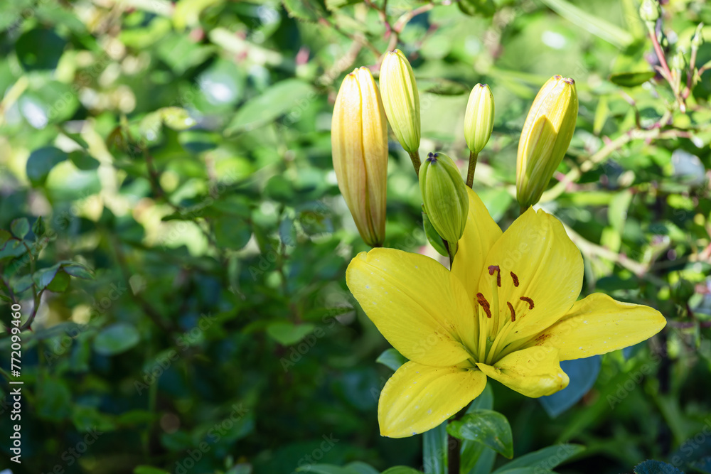 Fototapeta premium Yellow lily flower in the garden with green leaves in the background