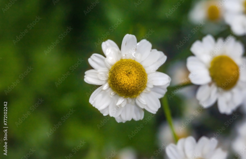 Chamomile medicinal flower close-up on a green background in summer Chamomile medicinal flower close-up on a green background in summer