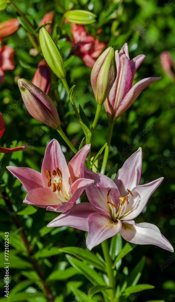 Fototapeta premium Lily flower close-up on a green background in summer