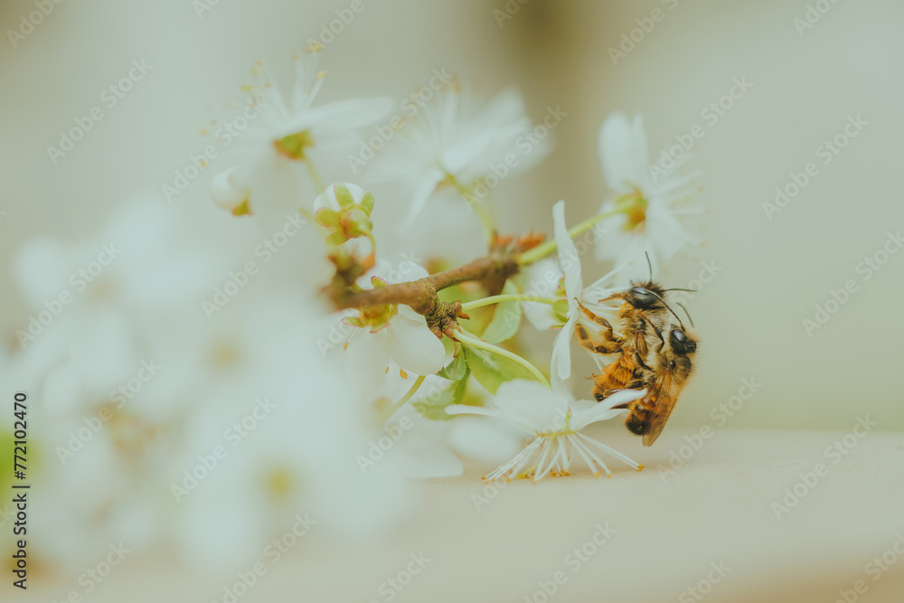 Murarka ogrodowa - dzika pszczoła na kwiecie wiśni - obrazy, fototapety, plakaty 