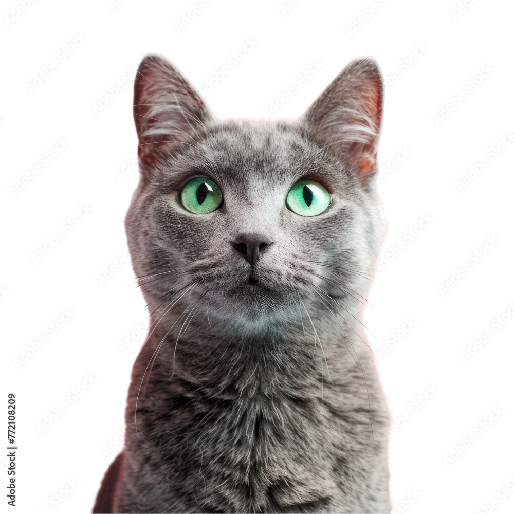 Obraz premium A curious domestic shorthaired cat with green eyes gazes at the camera on a transparent background