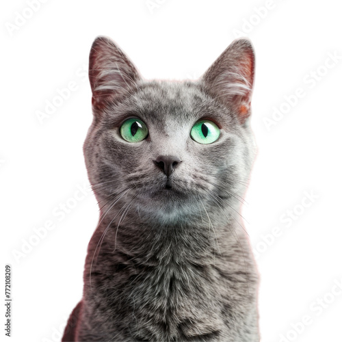 A curious domestic shorthaired cat with green eyes gazes at the camera on a transparent background
