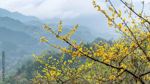 Winter, yellow flowers in full bloom