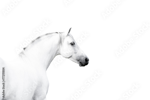 Beautiful white Andalusian horse stallion on a white background