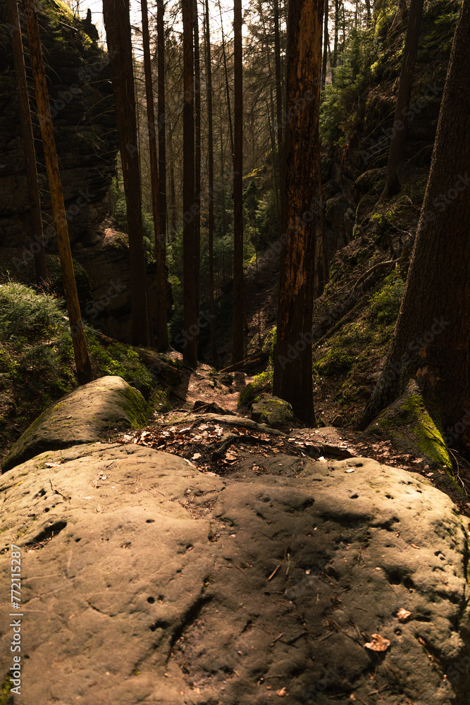 Obraz premium path in the forest