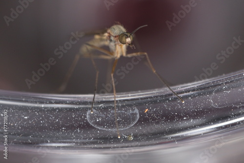 macro of a mosquito  photo