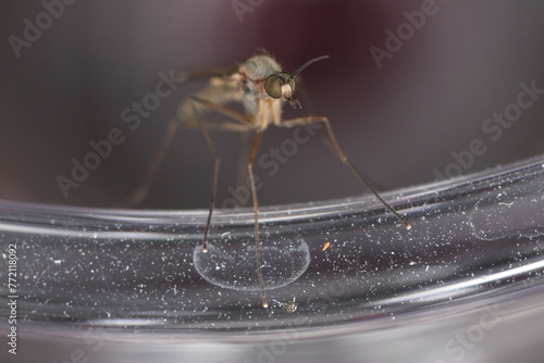 Canvastavla macro of a mosquito