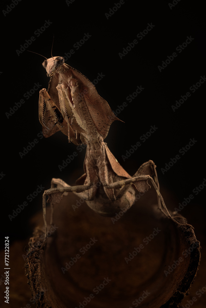 Fototapeta premium Mantis on a flower with black background