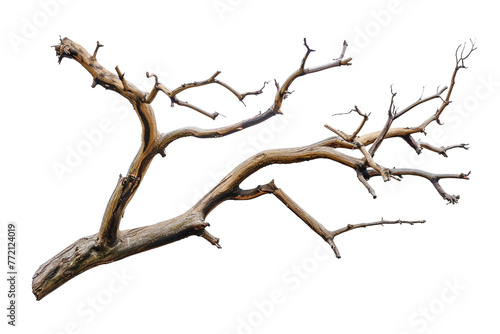 A Portrait of a Weathered Tree Branch isolated on transparent background