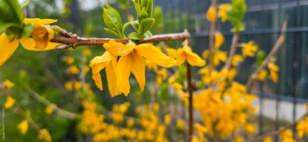 Obraz premium Forsythia in spring, Easter, Easter flower