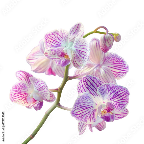 Artistic display of purple and white moth orchids on transparent background