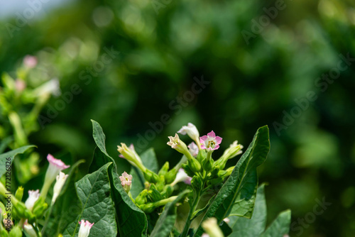 Tobacco field in Vinales, Cuba.flowering tobacco ,Green common tobacco on strong stems. Is herbal insect repellent. Harmful to the health of people. Available in all regions of the world.