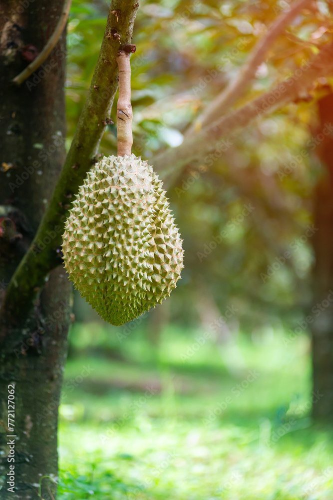 Fresh Durian fruit on tree, Durian are the king of fruits. Fresh Durian fruit on tree, Durian are the king of fruits.
