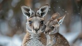 Kangaroo mother and baby.