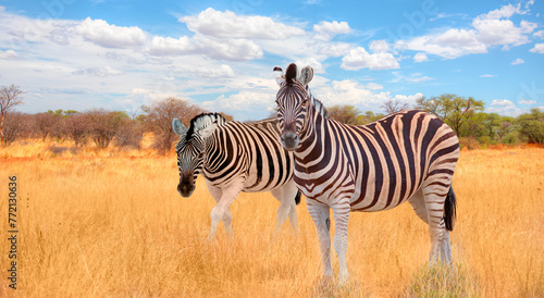 Herd of zebras in yellow grass - Etosha park, Namibia © muratart