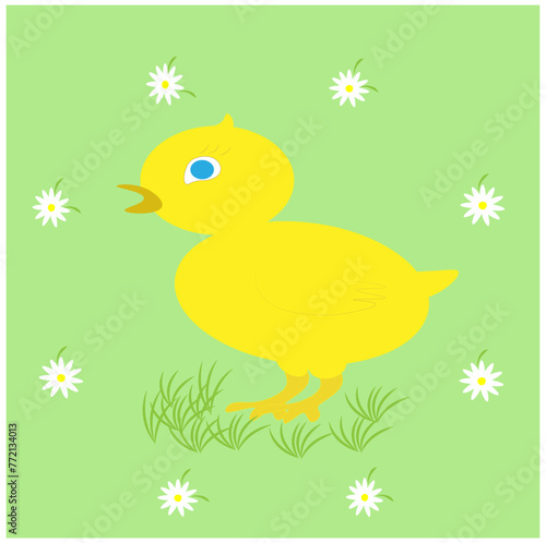 Cute cartoon funny yellow chicken stands on a green background with daisies