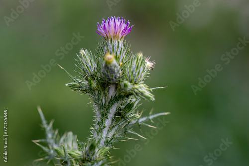 Flowering creeping thistle Cirsium arvense, field thistle. Creeping thistle is considered a noxious weed in many countries.