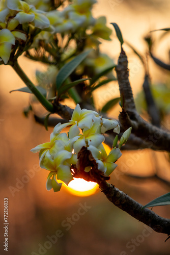 Embracing tranquility: Lotus blooms under the setting sun