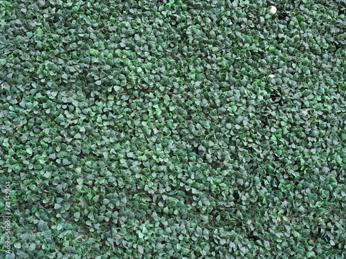 green synthetic hedge wall background