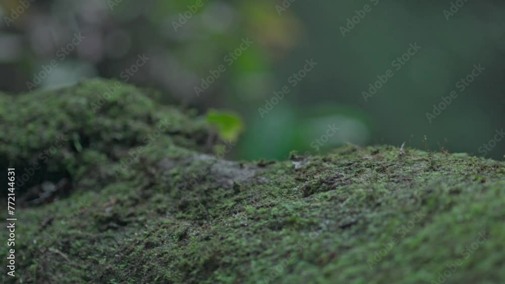 A man explores a tropical rainforest to find a hidden waterfall A man explores a tropical rainforest to find a hidden waterfall