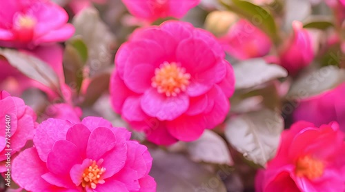  A Close-Up of a Red Flower with Green Leaves