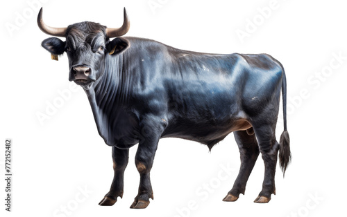 A powerful black bull with impressive horns stands proudly against a stark white backdrop