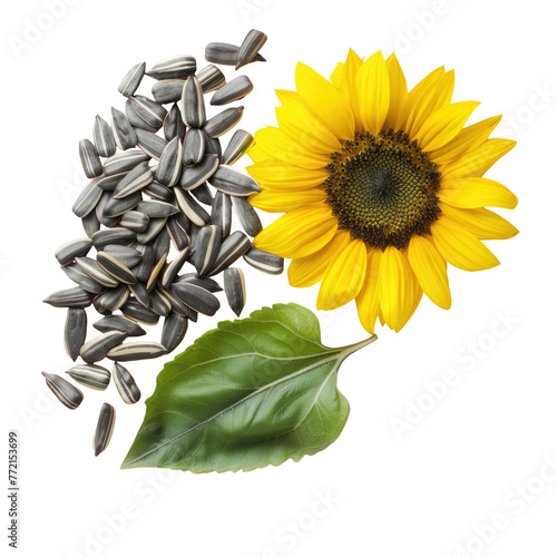 a sunflower and sunflower seeds on a transparent background