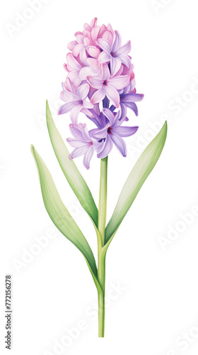 Hyacinth Floral Border , watercolor, Floral Frame, isolated white background