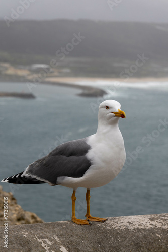 Seagull posing for camera in the sea