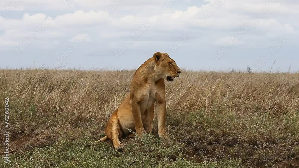 Lioness is sitting in the grass in the savannah. Tanzania. Serengeti National Park.