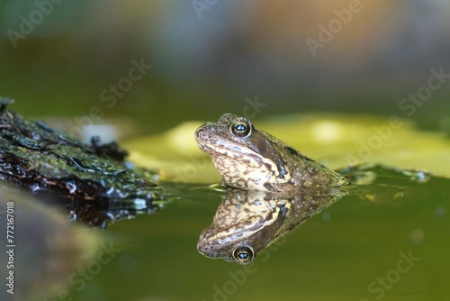 Young european common brown frog (Rana temporaria) peeks out of the water. Wildlife scene with brown frog. © Monikasurzin