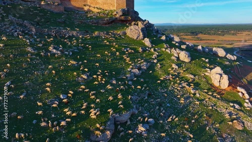 Flock of sheep at the Caliphate Fortress of Gormaz, the largest Muslim fortress in Europe. Town and municipality of Gormaz. Province of Soria. Castile and Leon. Spain. Spain. Europe photo