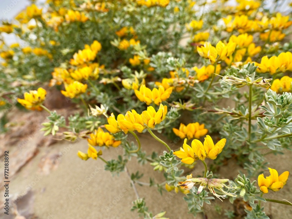 Obraz premium Flowers of bird's-foot trefoils, bacon-and-eggs, deervetches (Lotus creticus), on a sand dune, Mediterranian cost of Spain, El Grao de Castellon, Valencia, Spain