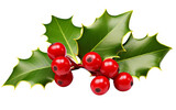 A vibrant holly branch adorned with red berries and lush green leaves