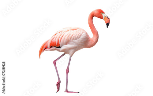 A majestic pink flamingo balances on its hind legs  showcasing its unique elegance and poise