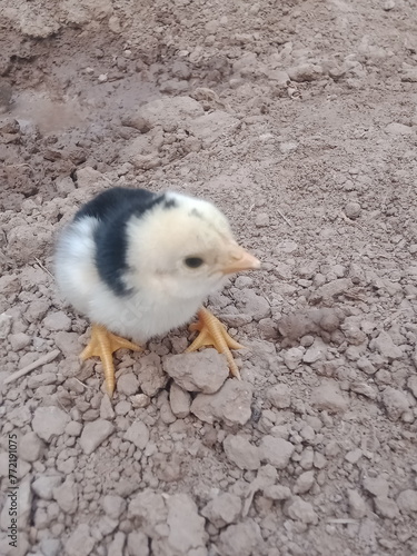 chicken on the ground